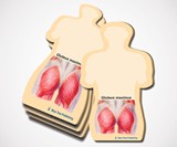 Gluteus Maximus Sticky Notes