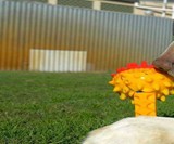 Schnuzzle - Scent-Based Dog Toy