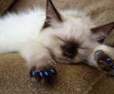 Soft Claws for Cats - Anti-Scratching Aid