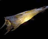 Skinned Cod Fish Lights