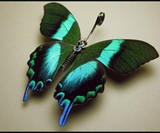 Steampunk Insects-6187