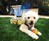 CoyoteVest Pet Body Armor CoyoteVest Pet Body Armor