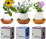 Eggling Crack & Grow Plants