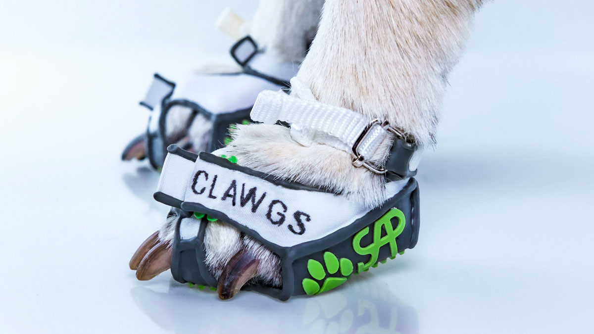 Clawgs - Paw-Wear That Allows Dogs to Use Their Claws Clawgs - Paw-Wear That Allows Dogs to Use Their Claws