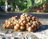 Civet Sh*t Coffee Beans