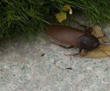 Remote Control Cockroach