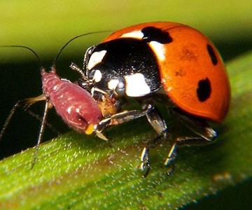 1,500 Live Ladybugs 1,500 Live Ladybugs
