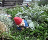 Combat Garden Gnome