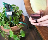 Houseplants that Twitter
