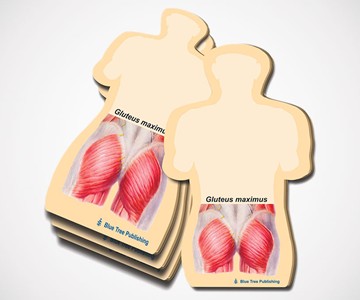 Gluteus Maximus Sticky Notes Gluteus Maximus Sticky Notes