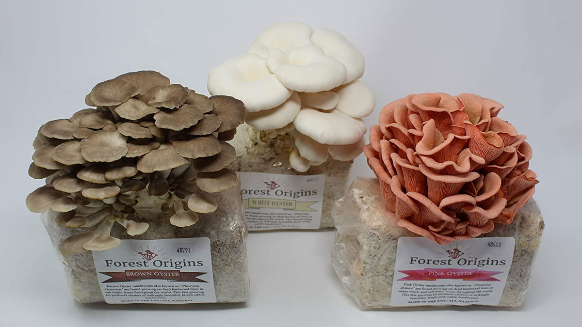 Mushroom Trio Grow Kit Mushroom Trio Grow Kit