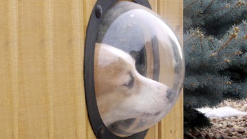 Pet Peek Dog Window Pet Peek Dog Window