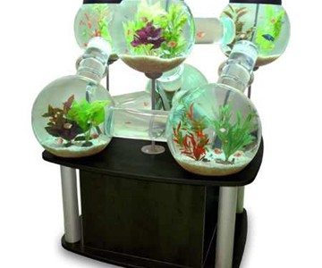 Labyrinth Aquarium Labyrinth Aquarium