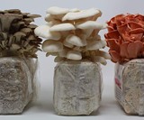 Mushroom Trio Grow Kit
