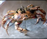 Steampunk Insects-6345