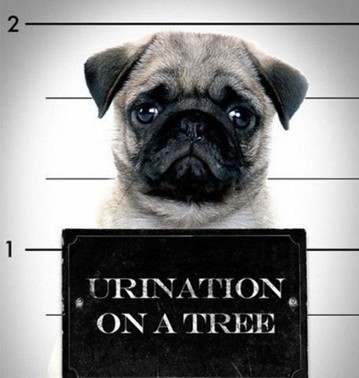 Pug Mugs: Good Pugs Gone Bad Pug Mugs: Good Pugs Gone Bad
