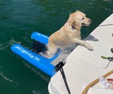 Dog on Water Ramp for Boats, Docks & Pools