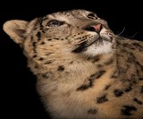 National Geographic The Photo Ark