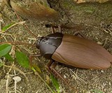 Remote Control Cockroach