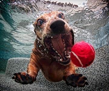 Underwater Dogs - Subsurface Fetching Photos Underwater Dogs - Subsurface Fetching Photos