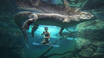 I dare you to swim in the Cage of Death at Crocosaurus Cove. I dare you to swim in the Cage of Death at Crocosaurus Cove.