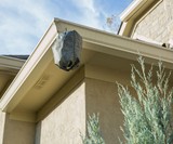 Waspinator Wasp Nest Decoy