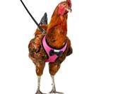 Chicken Harnesses