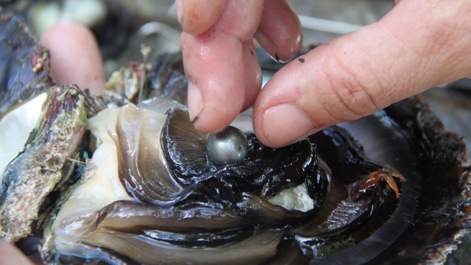 50 Pearl-Laden Oysters 50 Pearl-Laden Oysters