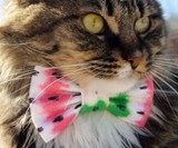 Bow Tie Cat Collars