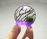 Mini Marimo Aquarium