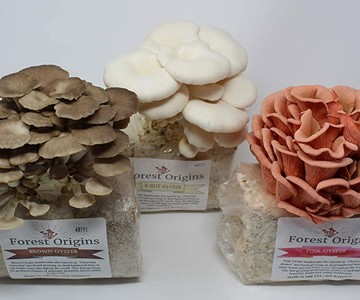 Mushroom Trio Grow Kit Mushroom Trio Grow Kit