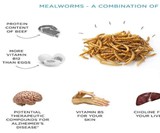 LIVIN Farms Edible Insect Hive