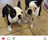 Cuddle Clones - Realistic Stuffed Versions of Your Pet