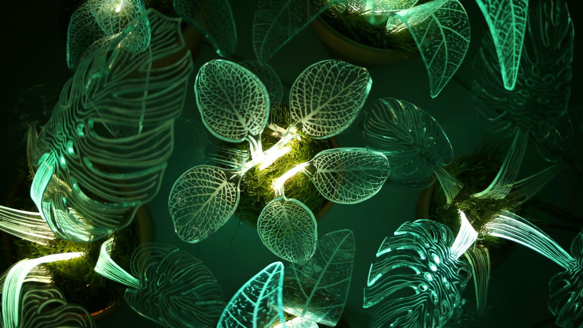 Lamp Plants Lamp Plants