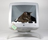 Apple Computer Pet Bed