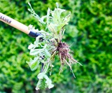 Grampa's Weeder - Stand-Up Weed Puller