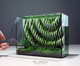 TerraLiving Preserved Moss Terrariums