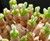 Bunny Ear Succulents Bunny Ear Succulents