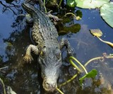 Floating Crocodile Pool & Pond Decoy