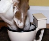 Toilet Bowl Coffee Mug