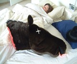 Horse Head Pillow