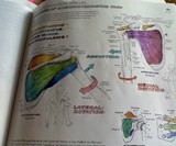 The Anatomy Coloring Book