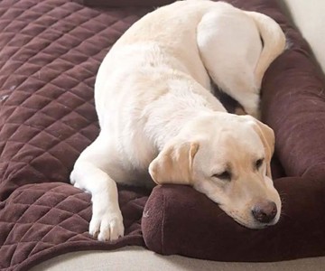 Bolster Pillow Furniture Cover for Pets