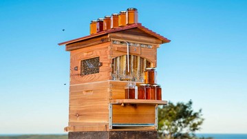 Flow Hives Langstroth-Style Cedar Beehive Flow Hives Langstroth-Style Cedar Beehive