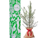 PlantOGram Live Frantoio Olive Container Tree