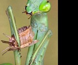 Live Chinese Praying Mantis