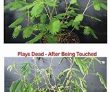 Zombie Plant Seeds