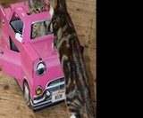 Cardboard Cat Playhouses