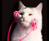 Cat Face Massager