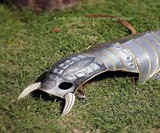 Wild Knight Dog Armor